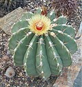 Ferocactus pottsii pottsii BotGardBln07122011E.jpg