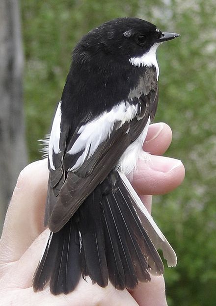 Pied flycatcher, a characteristic bird of sessile oak woods[42]