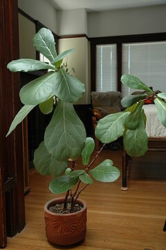 Description de l'image Fiddle_Leaf_Fig_in_pot.jpg.