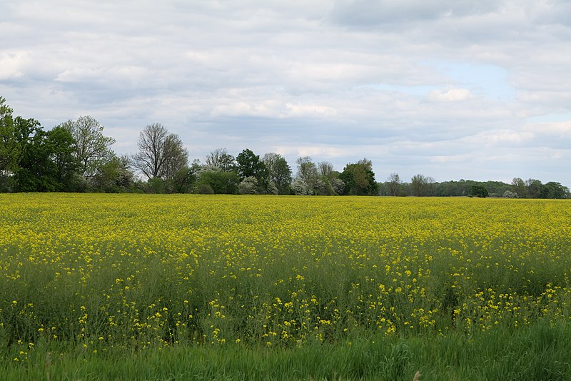 File:Field in Kremmen 2020-05-15 03.jpg