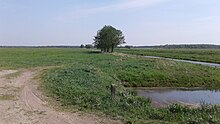 Field near Hornava, Pinsk district.jpg