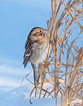 Thumbnail for File:Field sparrow in CP (41514).jpg