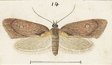 T. perichlora illustrated by George Hudson. Fig 14 MA I437628 TePapa Plate-XXIX-The-butterflies full (cropped).jpg