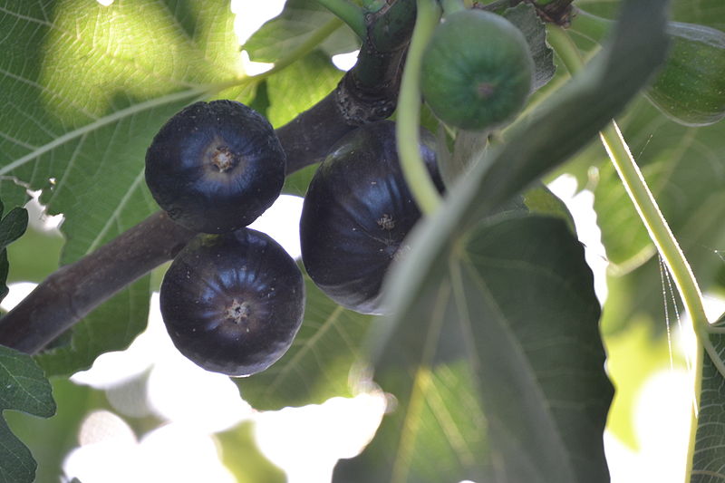 File:Figs 12.JPG