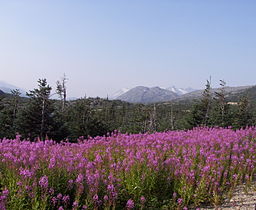 Klondike Highway, British Columbia