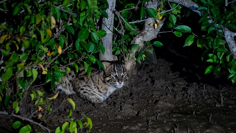 File:Fishing cat amidst mangroves.jpg