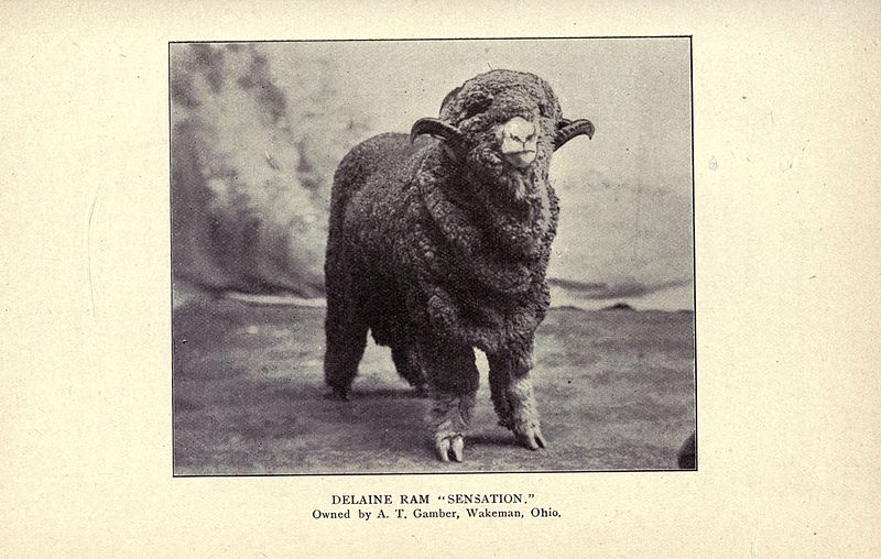 File:Fitting sheep for show ring and market (Page 189) BHL18385369.jpg