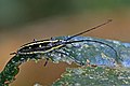 * Nomination Flat-faced longhorn beetle (Taeniotes amazonum) --Charlesjsharp 22:55, 17 December 2022 (UTC) * Promotion  Support Good quality. --Rjcastillo 02:23, 18 December 2022 (UTC)