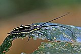 Flat-faced longhorn beetle (Taeniotes amazonum).jpg