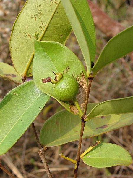 File:Flickr - João de Deus Medeiros - Psidium firmum (2).jpg