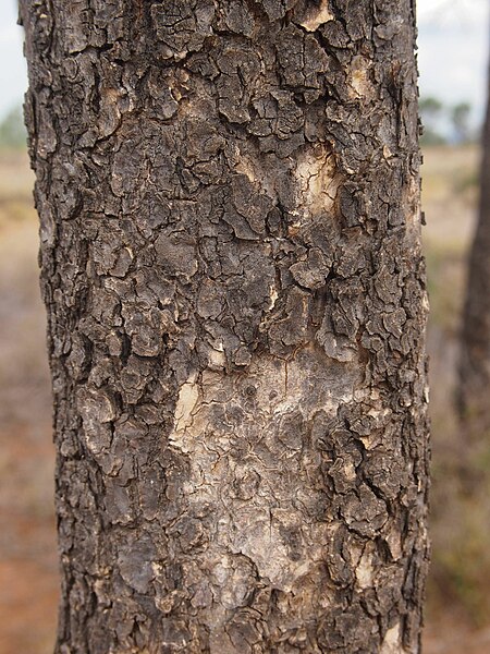 File:Flindersia dissopsperma bark.jpg