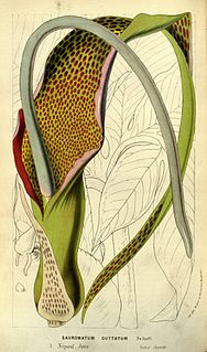 <i>Sauromatum venosum</i> Species of flowering plant