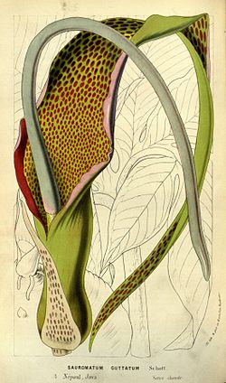 Typhonium venosum (ilustração).