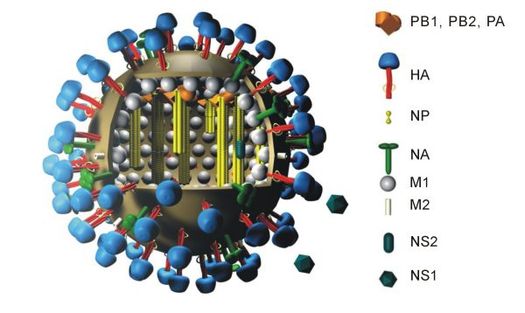 3D model of the flu virion. (M2 labeled in white.) Flu und legende color c.jpg