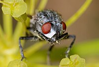 Wohlfahrtia magnifica (Sarcophagidae)