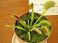 Dionaea muscipula Flytrap in pot