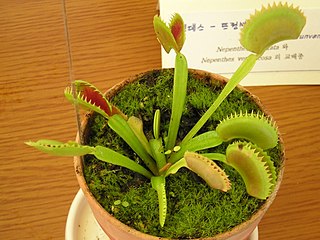 <i>Dionaea muscipula</i> Sawtooth Cultivar of carnivorous plant