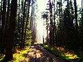Forest path - Flickr - Stiller Beobachter.jpg