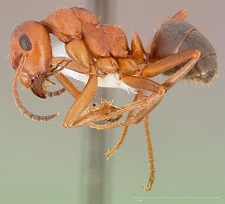 <i>Formica densiventris</i> Species of ant