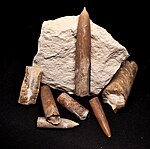 Fossilen (Rostren), Funden bi Rethen