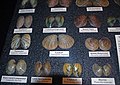 Freshwater bivalve shells (Holocene; midwestern USA) 2.jpg