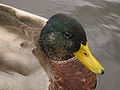 one of many male ducks