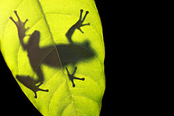 Frog on leaf.jpg