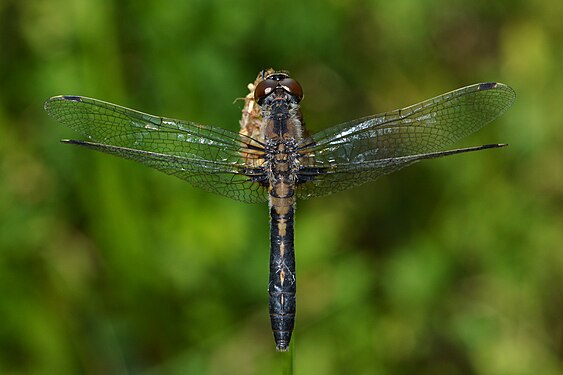 Frosted Whiteface (Leucorrhinia frigida)