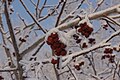 Frosty Day in Astana - Trees in Our Front Yard (8283996558).jpg