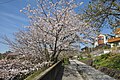 Fujimisaka (ja:富士見坂 (藤沢市), Kataseyama, Fujisawa, in spring