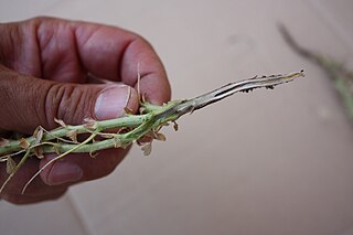 <i>Fusarium solani</i> f.sp. <i>pisi</i> Fungal plant pathogen