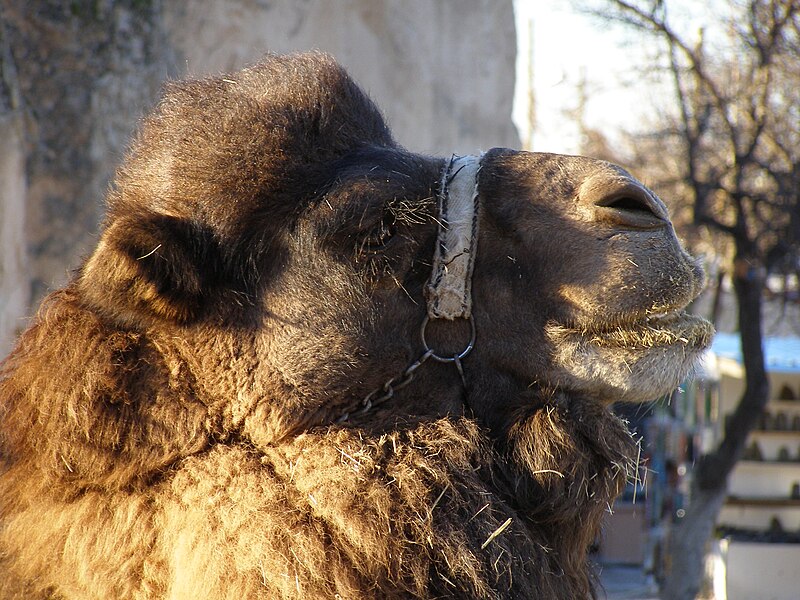 File:Göreme Camel (8275535680).jpg