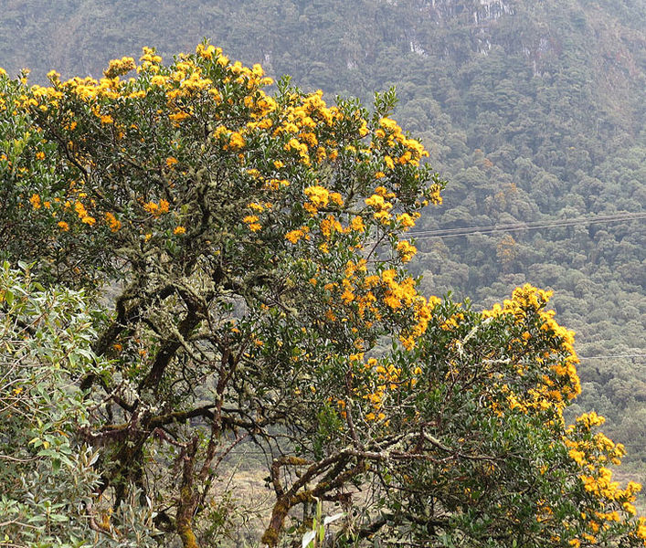 Tập tin:Gaiadendron punctatum (14724667644).jpg