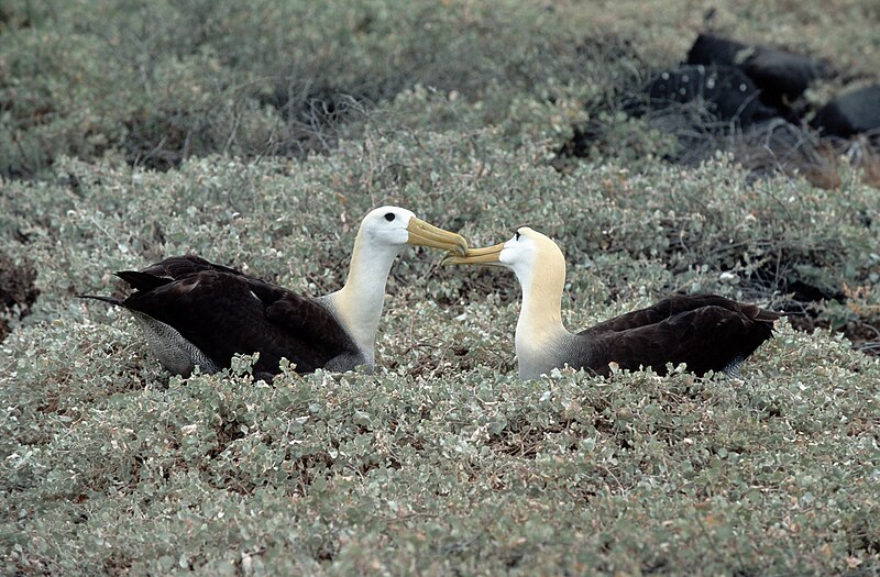 File:Galapagos Albatrosse-Espanola.jpg