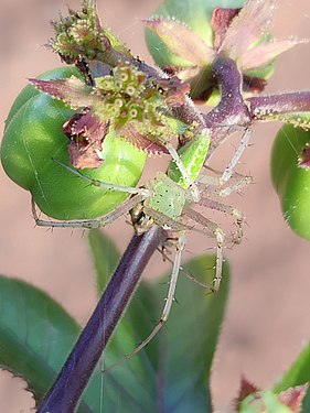 Garden Spider