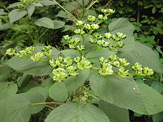 <i>Laportea canadensis</i> Species of flowering plant