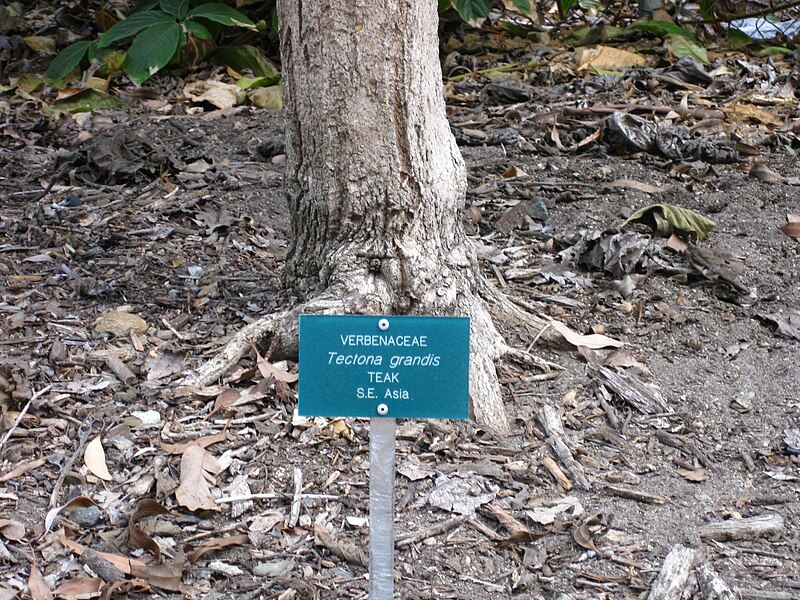 File:Gardenology.org-IMG 2553 ucla09.jpg