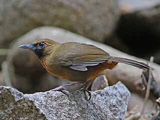 <span class="mw-page-title-main">Orange-breasted laughingthrush</span> Species of bird