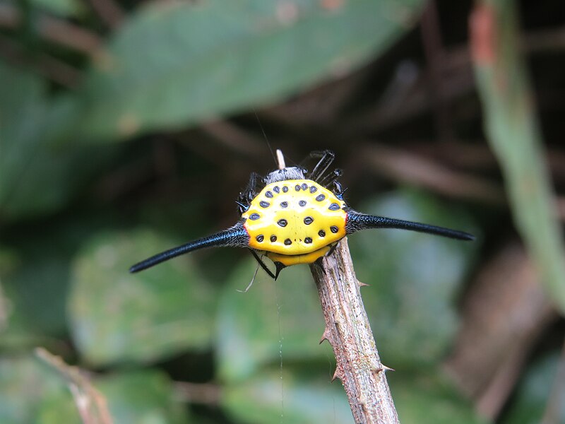 File:Gasteracantha dalyi at Kottiyoor Wildlife Sanctuary (5).jpg