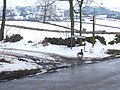 Thumbnail for File:Geese from Hell - geograph.org.uk - 1157778.jpg