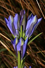 Thumbnail for File:Gentiana pneumonanthe (49099184008).jpg