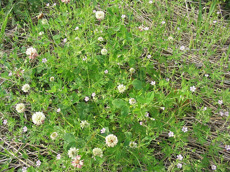 File:Geranium bicknellii 1-eheep (5097302867).jpg