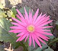 Gerbera aurantiaca