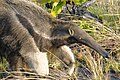 Giant Anteater - Karanambu Ranch - Guyana (23027601013).jpg