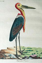 "Gigantic Crane" from Latham's Supplement to the General Synopsis of Birds (1787) GiganticCrane.jpg