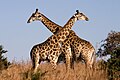 Giraffe bulls fighting, Ithala, KwaZulu-Natal