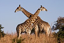 Photograph of two male giraffes necking to establish dominance