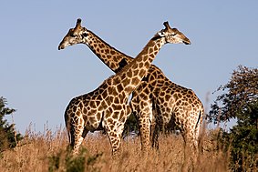 Photograph of two giraffes