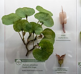 <span class="mw-page-title-main">Glass Flowers</span> Collection of glass botanical models at the Harvard Museum of Natural History