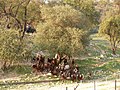 Goats on the country side - panoramio.jpg